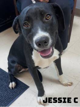 Jessie C -  American Bully Dog for Adoption in Dyersburg, Tennessee - Jessie C | PetCurious