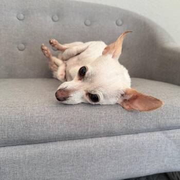 Chihuahua Dogs Available for Adoption in Cedar Park, Texas - Lulu | PetCurious