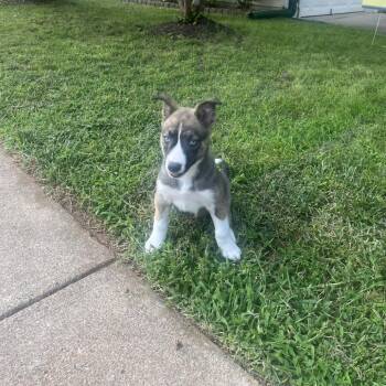 Sky Pup: Venus -  Husky and Mixed Breed Dog for Adoption in Falls Church, Virginia - Sky Pup: Venus | PetCurious
