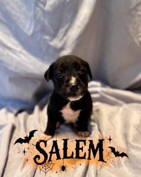 Salem -  Golden Retriever and Black Labrador Retriever Dog for Adoption in Grand Bay, Alabama - Salem | PetCurious