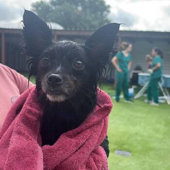 Chihuahua Dogs Available for Adoption in Tampa, Florida - Chesty | PetCurious