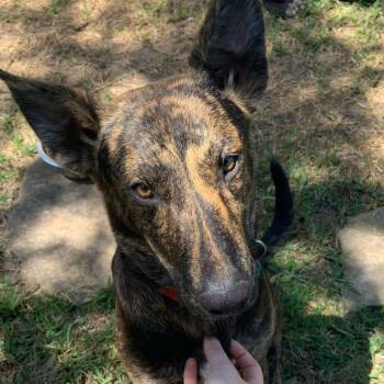Shep -  Mixed Breed Dog for Adoption in Houston, Texas - Shep | PetCurious