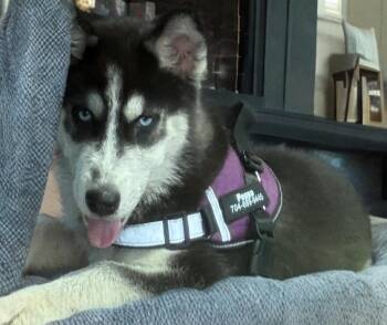 Sasha Pup -  Siberian Husky Dog Available for Adoption in Sumter, South Carolina - Sasha Pup | PetCurious