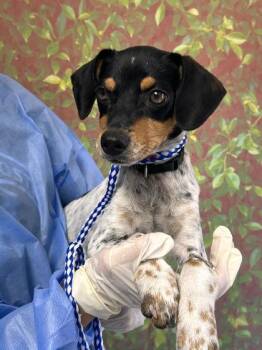Junebug -  Terrier and Mixed Breed Dog for Adoption in San Antonio, Texas - Junebug | PetCurious