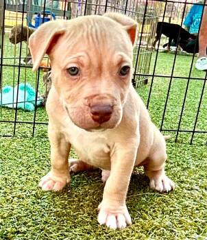 Weller -  American Bulldog and Mixed Breed Dog for Adoption in Cape Coral, Florida - Weller | PetCurious