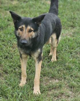 German Shepherd Dog Dogs Available for Adoption - Linnea | PetCurious