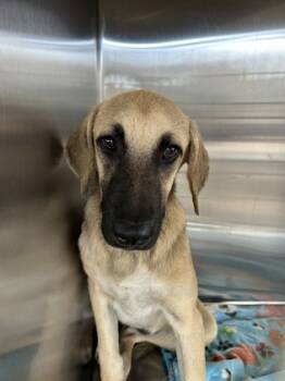 Rescue Retriever and Mixed Breed Dogs for Adoption in Fort Worth, Texas - 59735605 | PetCurious