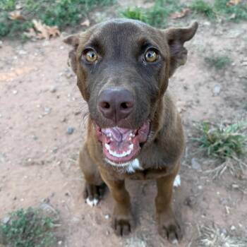Paisley -  Shepherd and Labrador Retriever Dog for Adoption in Stillwater, Oklahoma - Paisley | PetCurious