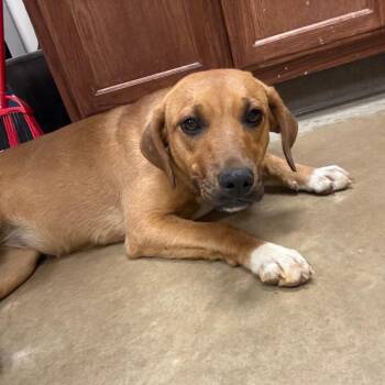 Labrador Retriever Dogs Available for Adoption in Tupelo, Mississippi - Dumplin - 031712U | PetCurious