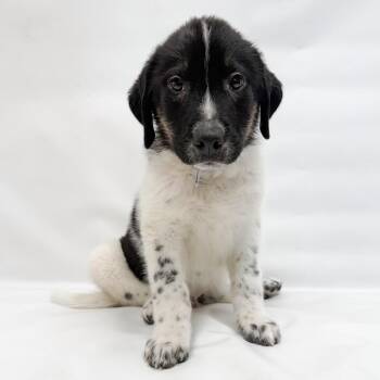 Border Collie and Mixed Breed Dogs Available for Adoption in Parker, Colorado - 632 (2026) Moe | PetCurious