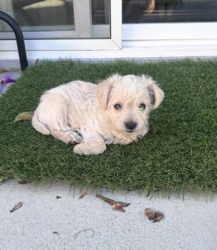 Paisley -  Terrier Dog for Adoption in Los Angeles, California - Paisley | PetCurious