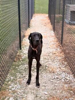 Busch -  Great Dane Dog for Adoption in Greensburg, Indiana - Busch | PetCurious