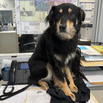 Koby -  Australian Shepherd and Husky Dog for Adoption in Horn Lake, Mississippi - Koby | PetCurious