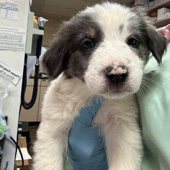 Coors -  Australian Shepherd Dog for Adoption in Flagstaff, Arizona - Coors | PetCurious