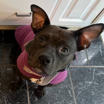 Rescue Terrier and Mixed Breed Dogs for Adoption in Merritt Island, Florida - Holly | PetCurious