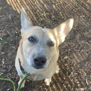 Rescue Australian Cattle Dog Blue Heeler Dogs for Adoption - Ozzie | PetCurious