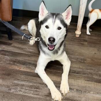 Shawzeey -  Husky Dog for Adoption in Sequatchie, Tennessee - Shawzeey | PetCurious
