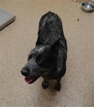 SAPPHIRE -  Australian Cattle Dog Blue Heeler and Mixed Breed Dog for Adoption in Albuquerque, New Mexico - SAPPHIRE | PetCurious