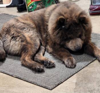 Pippin -  Chow Chow Dog for Adoption in Kirkwood, Missouri - Pippin | PetCurious