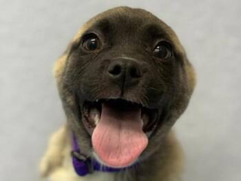 Akita and Mixed Breed Dogs Available for Adoption - Mika | PetCurious