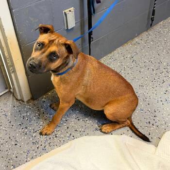 Enzo -  Pit Bull Terrier and Mixed Breed Dog for Adoption in Tuscaloosa, Alabama - Enzo | PetCurious