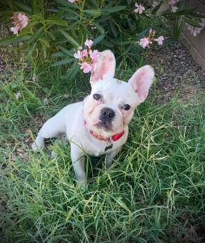 Rescue French Bulldog Dogs for Adoption in Scottsdale, Arizona - Ciabatta | PetCurious