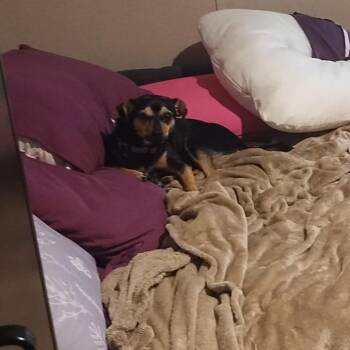 Dolly -  Chihuahua and Dachshund Dog for Adoption in Asher, Oklahoma - Dolly | PetCurious