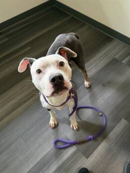 A1266551 -  Pit Bull Terrier Dog for Adoption in Charlotte, North Carolina - A1266551 | PetCurious