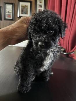 Tux’s  -  Toy Poodle Dog for Sale in Lucedale, Mississippi - Tux’s  | PetCurious