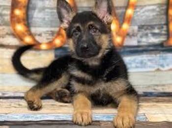 German Shepherd Dog Dogs Available for Adoption - German Shepherd Pup | PetCurious