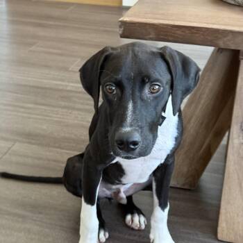 Boomer -  Black Mouth Cur and Basset Hound Dog for Adoption in Dripping Springs, Texas - Boomer | PetCurious