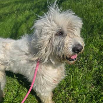 Great Pyrenees Dogs Available for Adoption in Columbia, Missouri - Mashed Potatoes | PetCurious