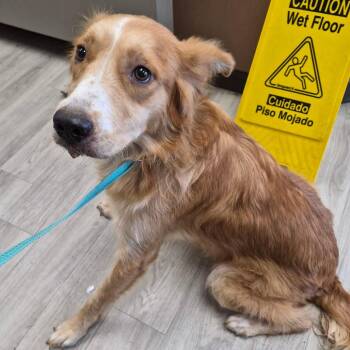 Cardi B -  Golden Retriever and Collie Dog for Adoption in Hattiesburg, Mississippi - Cardi B | PetCurious