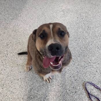 TRRS-Stray-44773 (Viv) -  Pit Bull Terrier and Mixed Breed Dog for Adoption in Manhattan, Kansas - TRRS-Stray-44773 (Viv) | PetCurious