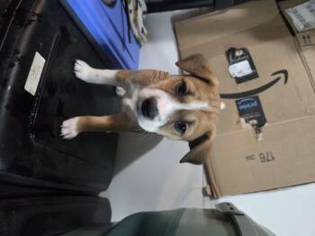 Chihuahua Dogs Available for Adoption in Draper, Virginia - Gia | PetCurious