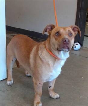 Dachshund and Pit Bull Terrier Dogs Available for Adoption in Ontario, California - SCRAPPY | PetCurious
