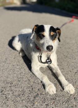 Rescue Jack Russell Terrier and Parson Russell Terrier Dogs for Adoption in Lakeport, California - Maizie | PetCurious