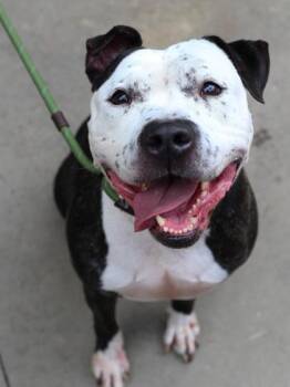 Mixed Breed Dogs Available for Adoption in Chamblee, Georgia - Zeppo- IN FOSTER | PetCurious