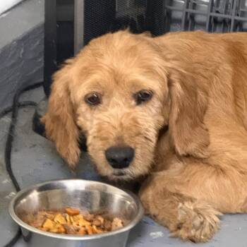 Sandy -  Standard Poodle and Curly Coated Retriever Dog for Adoption - Sandy | PetCurious