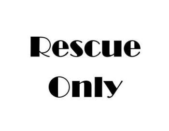 Reaper -  Husky and Mixed Breed Dog for Adoption in Conway, South Carolina - Reaper | PetCurious