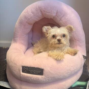 Maltese and Terrier Dogs Available for Adoption in Union Grove, Wisconsin - Snowball | PetCurious