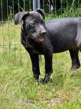 Rescue Pit Bull Terrier and Labrador Retriever Dogs for Adoption in Fosters, Alabama - OBSIDIAN | PetCurious