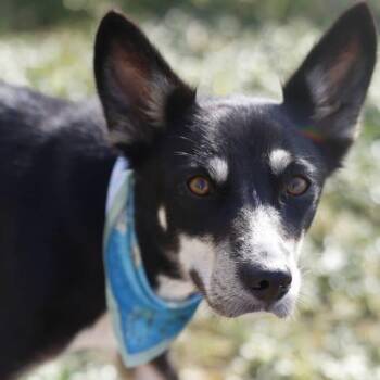 Sophie Rose JuM -  Husky and Australian Kelpie Dog for Adoption in Austin, Texas - Sophie Rose JuM | PetCurious
