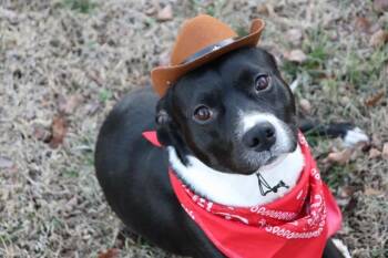 Labrador Retriever and Mixed Breed Dogs Available for Adoption - HOWDY | PetCurious