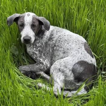 Australian Cattle Dog Blue Heeler and Coonhound Dogs Available for Adoption in Bristol, Indiana - Panini | PetCurious
