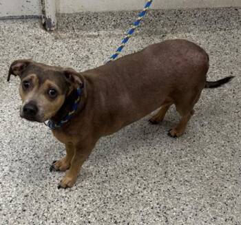 Bubba -  Mixed Breed Dog for Adoption in Kansas City, Missouri - Bubba | PetCurious