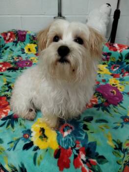 Yorkshire Terrier and Maltese Dogs Available for Adoption in York, South Carolina - Chico | PetCurious