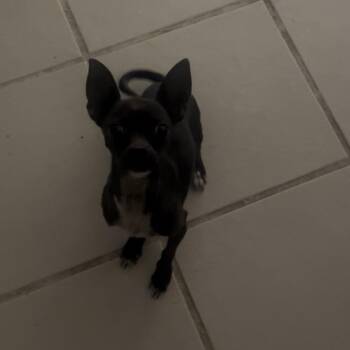Luna -  Chihuahua Dog for Adoption in Yuma, Arizona - Luna | PetCurious