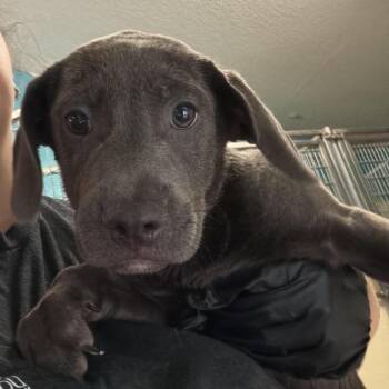 Jagger -  Labrador Retriever Dog for Adoption in New York, New York - Jagger | PetCurious