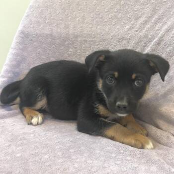 Terrier Dogs Available for Adoption in Las Vegas, Nevada - Pop Rock 53684 | PetCurious